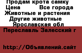 Продам крота самку › Цена ­ 200 - Все города Животные и растения » Другие животные   . Ярославская обл.,Переславль-Залесский г.